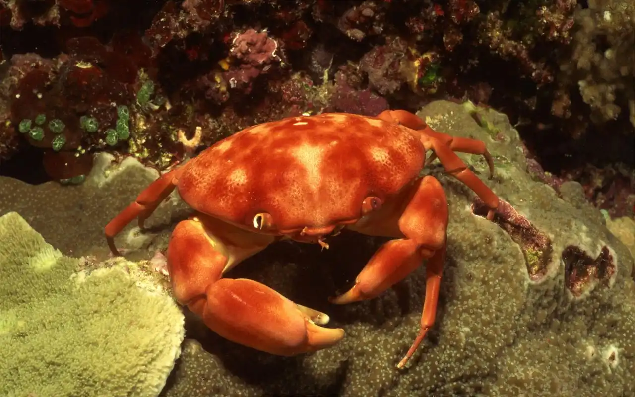 热带海底世界动物摄影高清壁纸图片大全第二辑