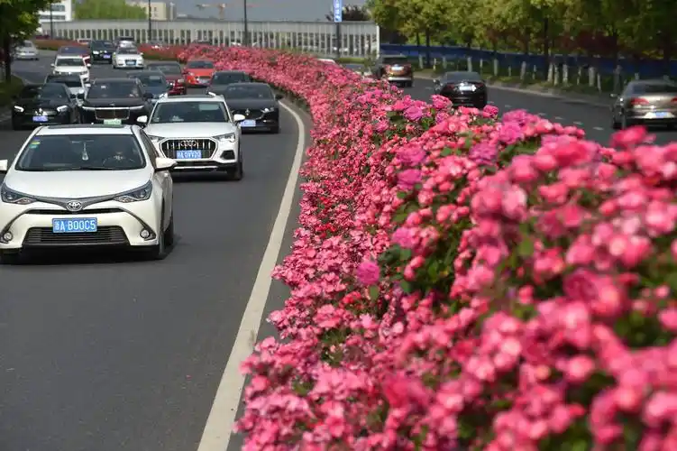 杭州鲜花大道赏心悦目