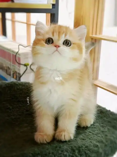 英国短毛猫金渐层ny12色小猫咪