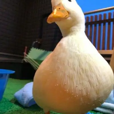 真实鸭子可爱图片头像