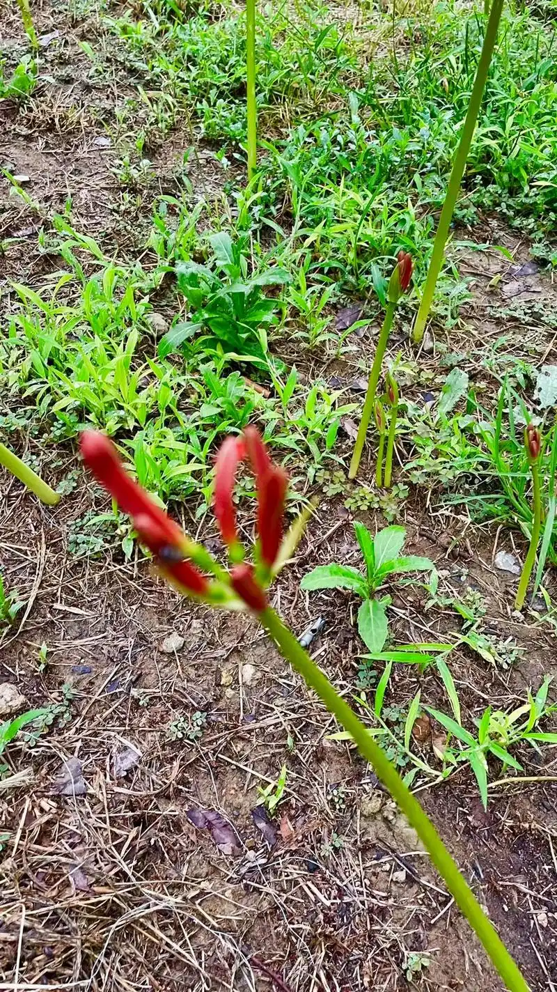 彼岸花,也叫石蒜,每年秋分开花,花落后,长叶,一直到夏初落叶 - 抖音