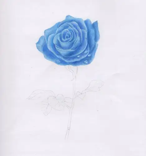 原创彩铅画一朵蓝色的玫瑰花