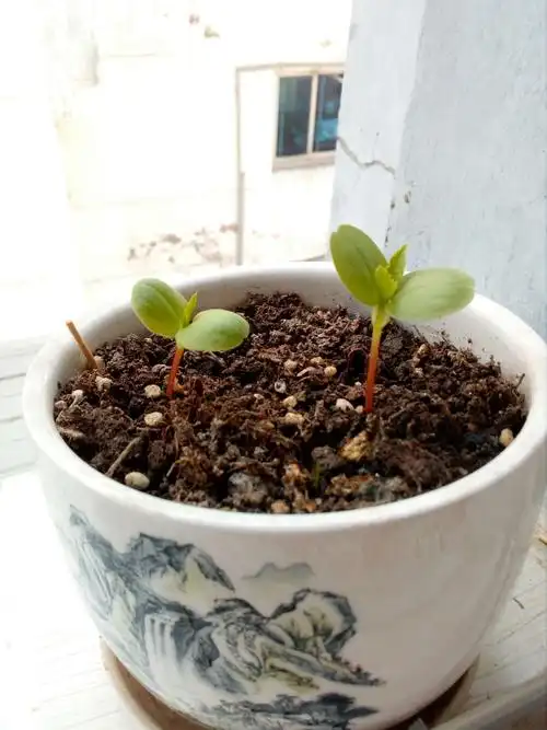 其它 凤仙花生长记 写美篇第十九天了,叶子长成深绿色了,小苗苗长得更