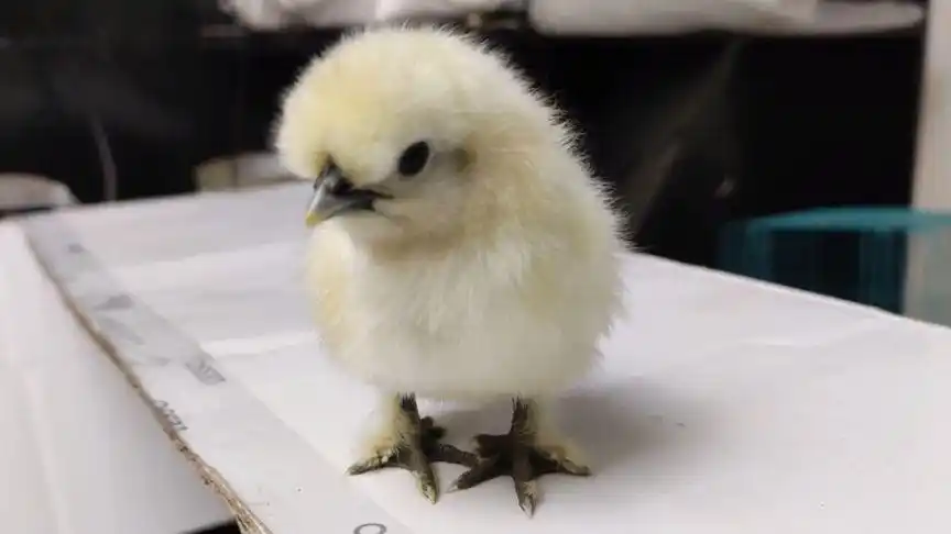 网购白凤乌鸡受精种蛋,人工孵化.记录小鸡出生的奇妙过程!