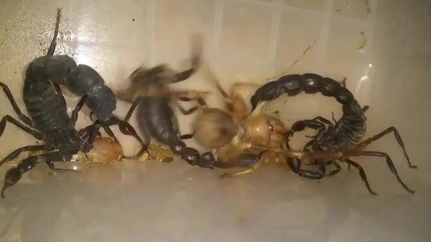 惨烈一战一只骆驼蜘蛛避日蛛对决四只蝎子