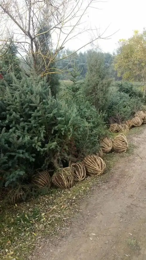 写美篇我们的绿化工程井井有条,整齐美观 六米云杉上门种植 看看这个