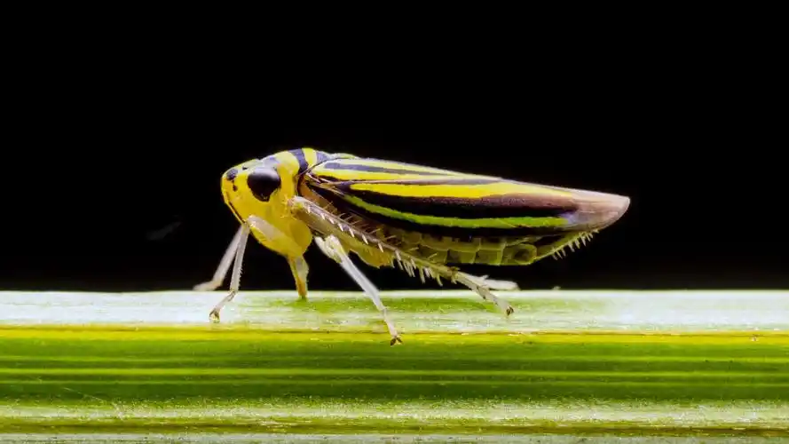 叶蝉一一大部分只有一粒芝麻大小