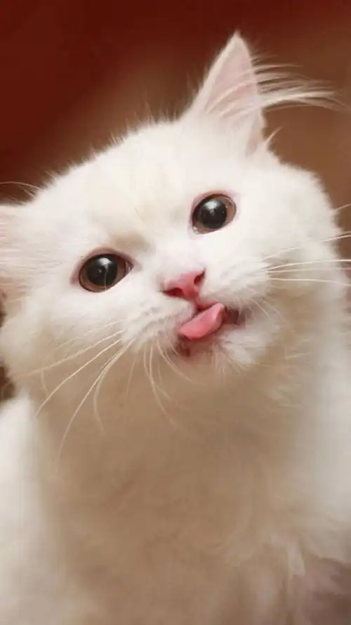 吐舌卖萌的喵星人手机锁屏壁纸