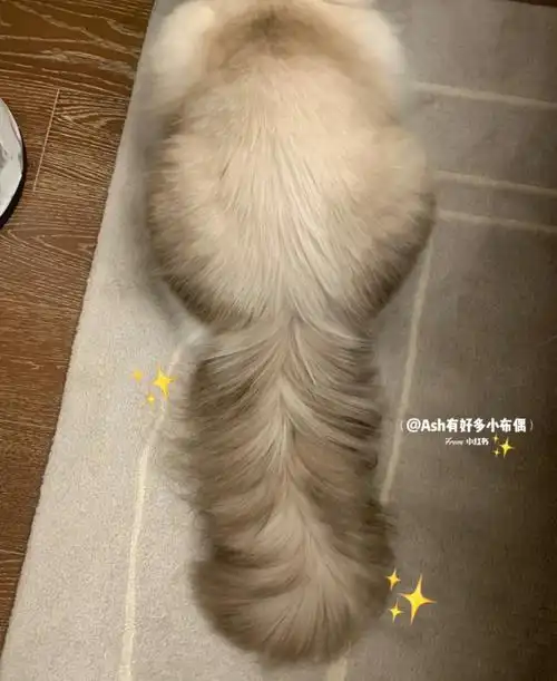 谁说布偶猫长不出鸡毛掸子般的大尾巴