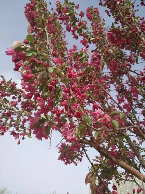 梨城海棠美醉了