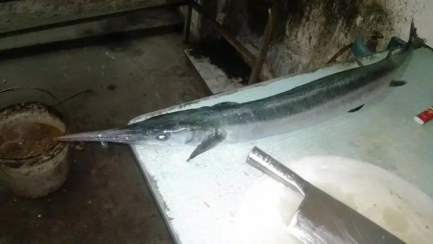 1个回答  匿名用户   2015-06-22   展开全部 这种鱼是颌针鱼,又叫青