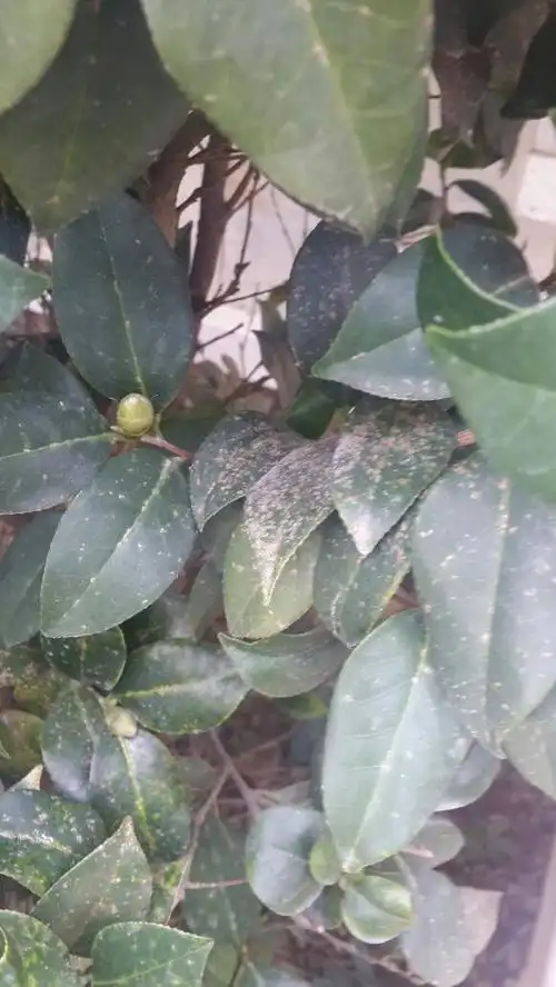 这颗茶花什么病,如何冶.谢谢