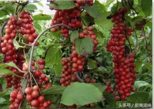 土家山里野果秤砣子城里人视它为山珍野味