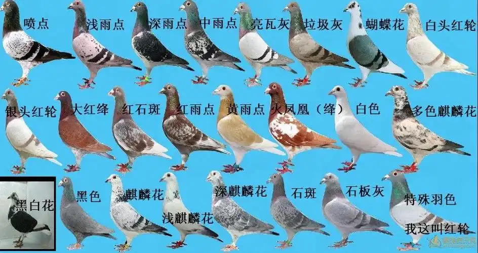 羽色名称柳叶条嘴缘延长线跟嘴缘水平线1嘴缘延长线跟嘴缘水平线鸽眼