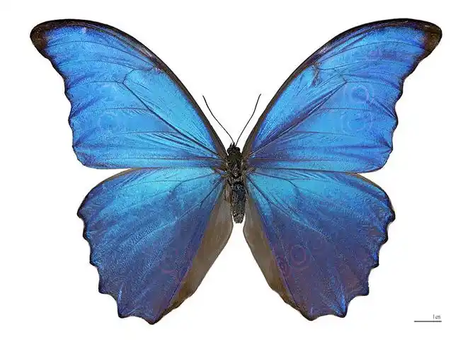 p>欢乐女神闪蝶 i>morpho didius /i>,鳞翅目,蛱蝶科,闪蝶属的一种