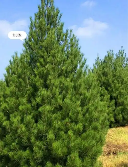 🌲 松树种类大揭秘 🌲