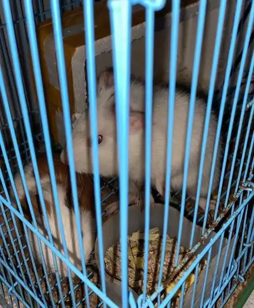 我家一缸鱼一只猫两只荷南猪