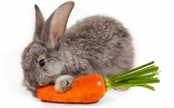 师:你们知道小兔子喜欢吃什么呢?(萝卜 青菜)