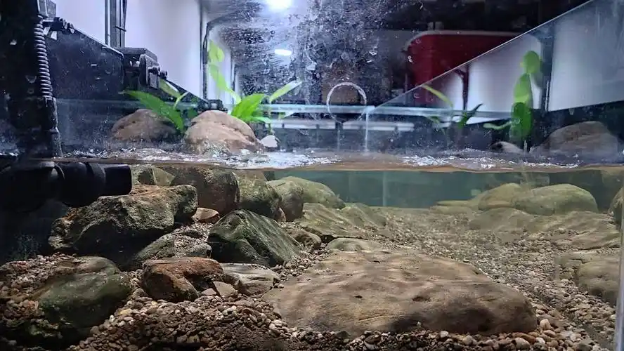 2米1溪流缸建缸日记 - 原生态造景 - cta南美水族 - powered by