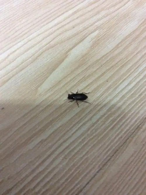 这是蟑螂幼虫,叫蜚螊.