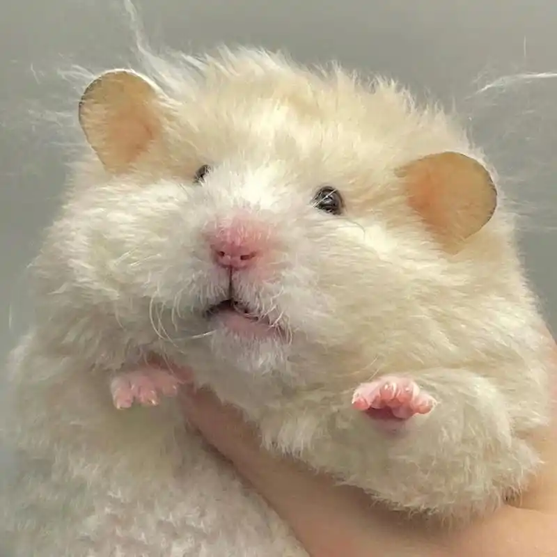 可可爱爱仓鼠头像91 我真的很喜欢仓鼠头像呀 	 找到啦!