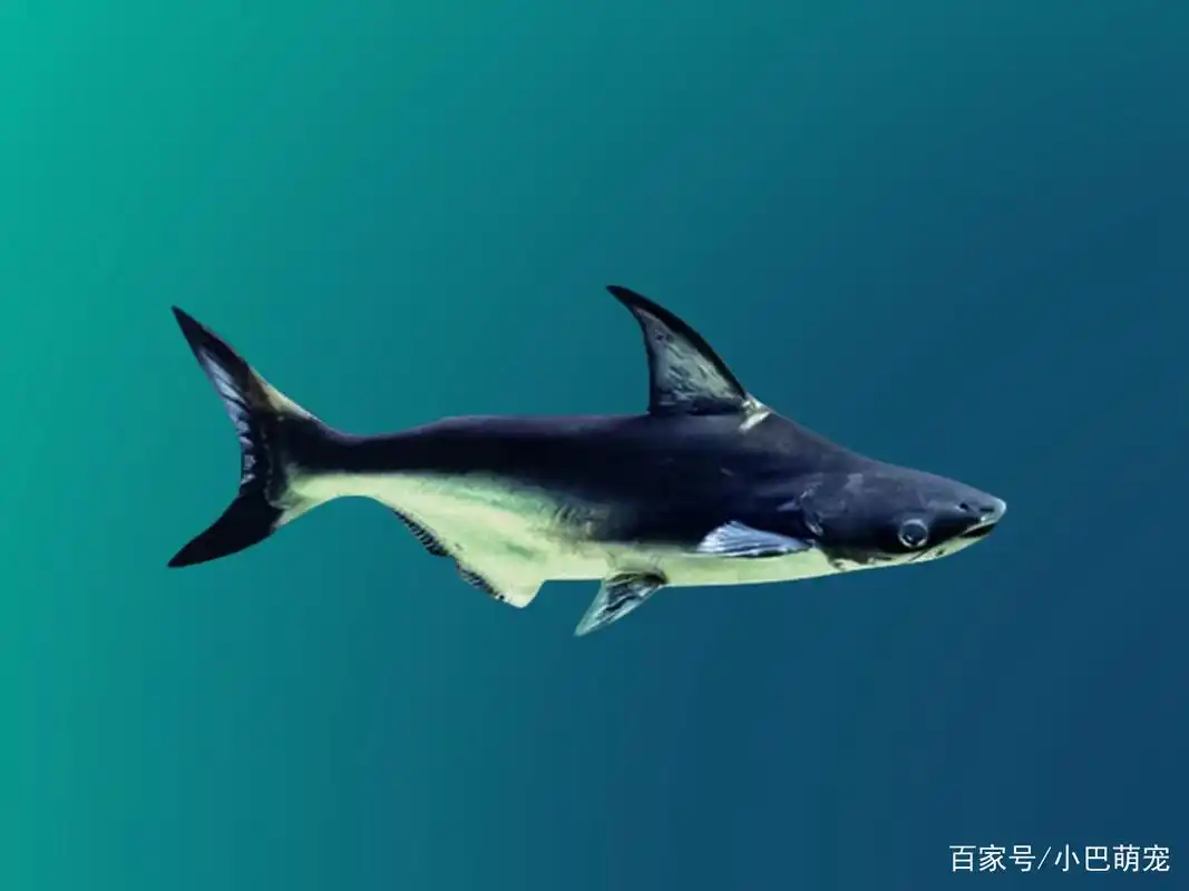 鲨鱼有多重?鲨鱼品种有哪些?