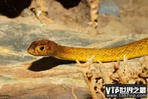 世界十大最长蛇排名 东方响尾蛇排名第一-趣闻号