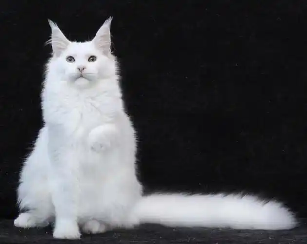 纯白色缅因妹妹俄罗斯引进#缅因猫  #缅因  #缅因库恩猫