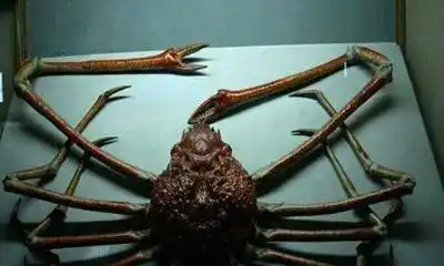 盘点世界上最大的蜘蛛 ,可以瞬间置人于死地.