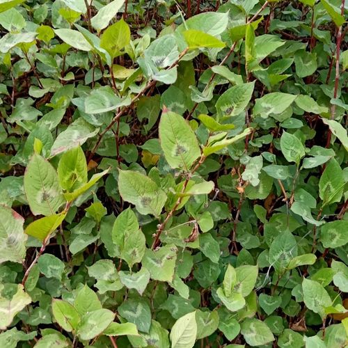 火炭星火炭藤火炭须白饭藤翅地利信饭藤新生泡澡包邮【3月23日发完】