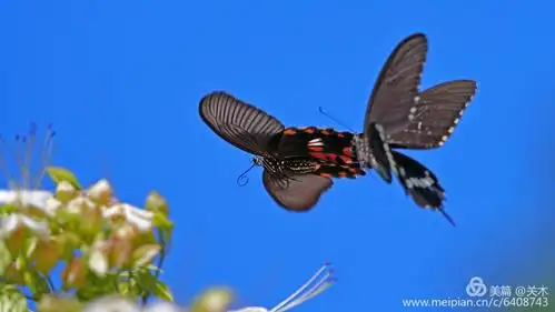 蝴蝶飞舞
