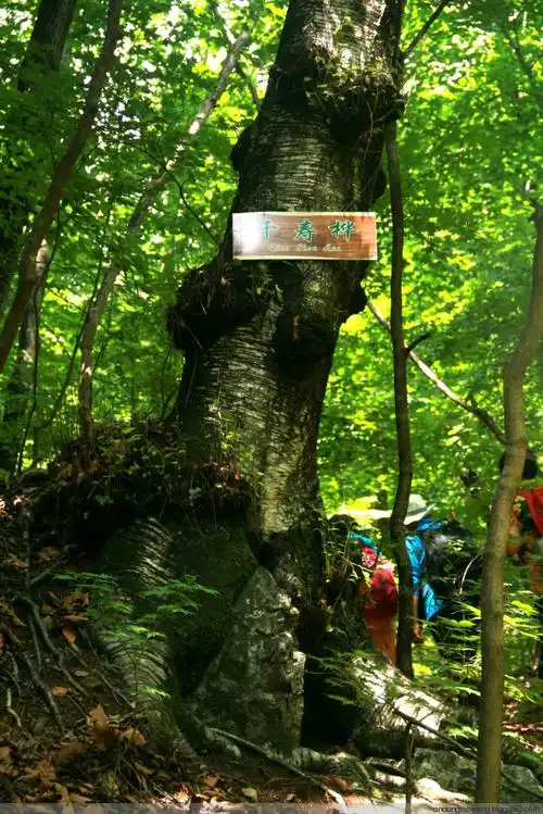 辽宁宽甸天罡山千寿桦(1000年)