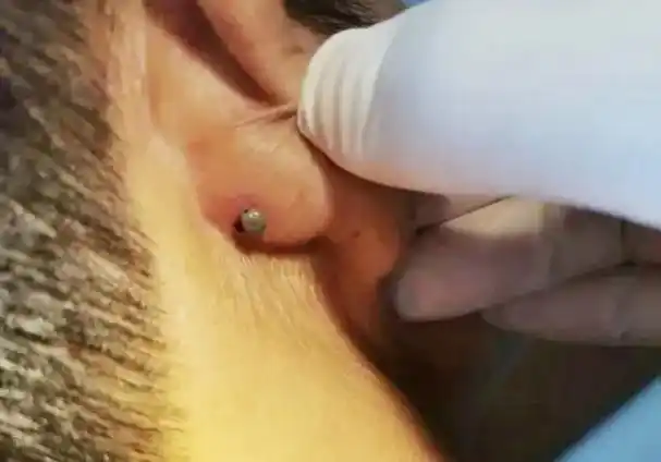 健康广东南方号进入活跃期有人被叮咬感染蜱虫病去世广东疾控提醒