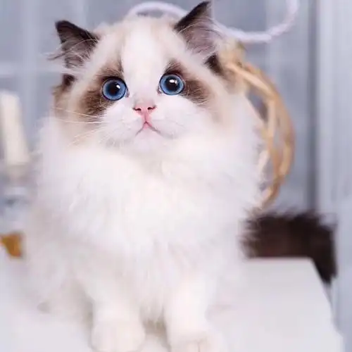 海双布偶幼猫蓝双重点色仙女猫幼崽小猫咪活物宠物猫咪 蓝猫混血猫咪