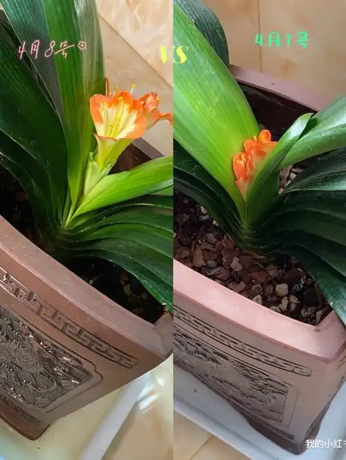 一周后的君子兰夹剑也不妨碍她的美