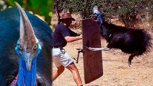 真正的"杀人鸟"鹤鸵,一脚能将人的内脏钩出,甚至刮破喉咙!