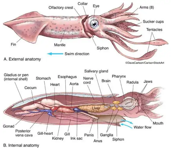 乌贼内部结构乌贼的肉质虽然是软的,但是它们有一个坚硬的头骨,鲸鱼的