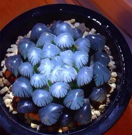 冰灯玉露叶子发黑怎么办