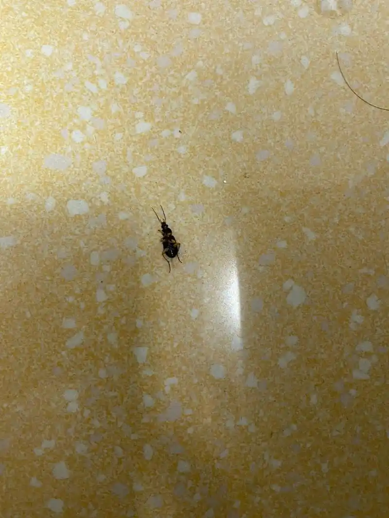 这么小的蟑螂变异了吧 这么小的09居然会飞,真的是第一次见,是进口