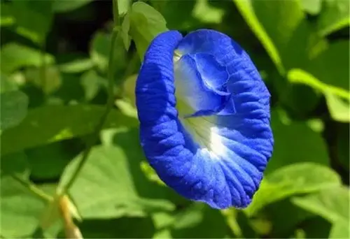 百花园——蝶豆花