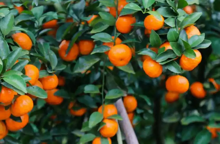 200多亩园地直采市区自提宁德zui大的沙糖桔基地就在蕉城