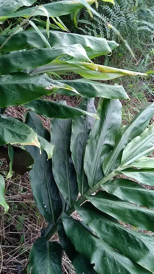 野生山姜.喉咙不舒服煲水喝