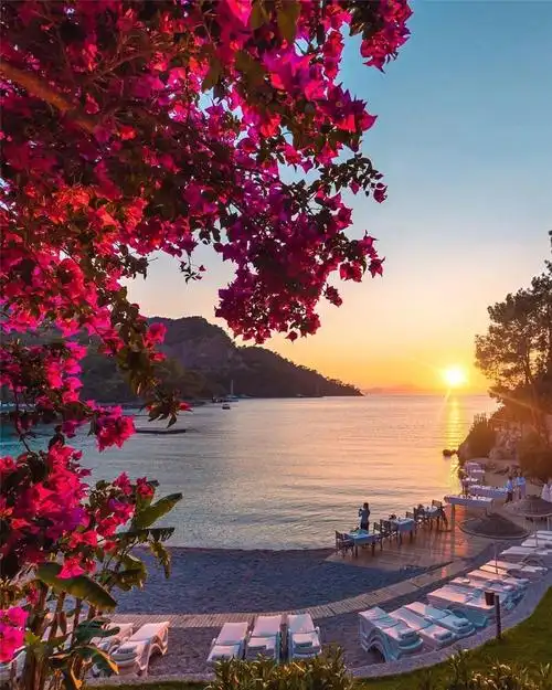 海边湖畔一丛花