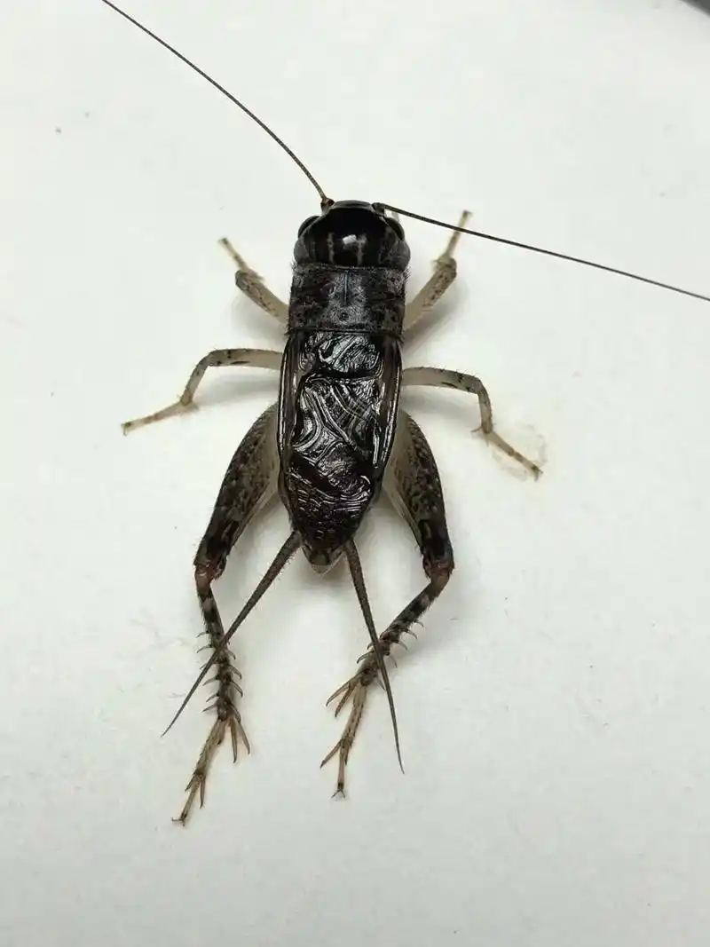 蛐蛐蟋蟀鸣虫 #鸣虫文化 #花鸟鱼虫 #鸣虫 #蝈蝈蛐儿 - 抖音