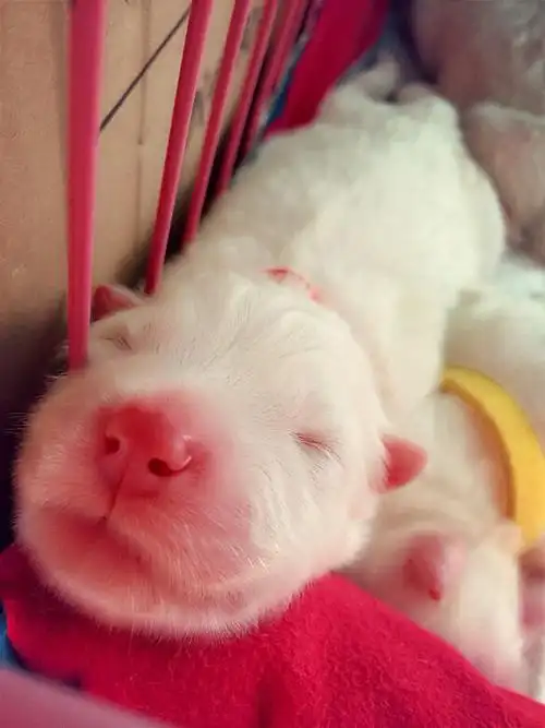 刚出生的大头娃娃哈哈哈.萨摩耶宝宝