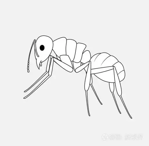 蚂蚁素描矢量