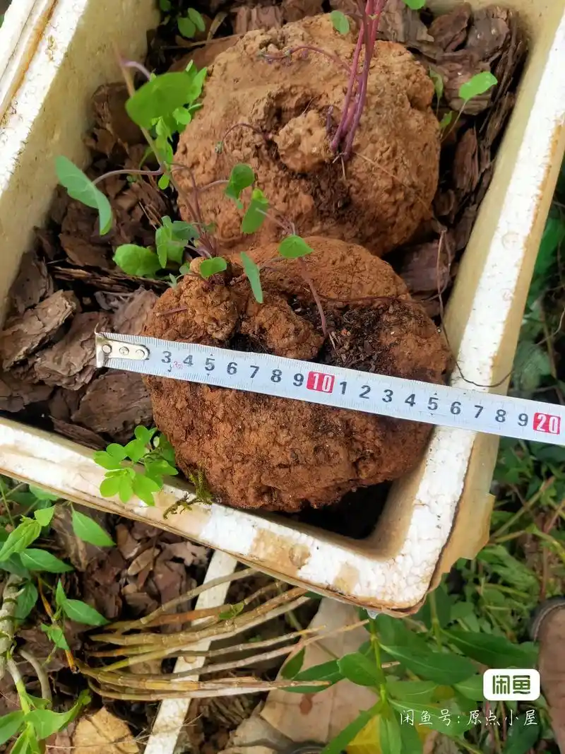 山乌龟,金不换,红疼山乌龟两个,一个直径十八公分,一个十五公 - 抖音