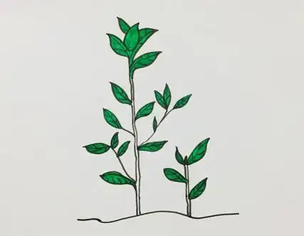 茶树怎么画简笔画好看