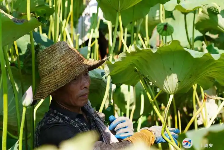 咸安初秋荷田花娇艳莲子丰收采摘忙
