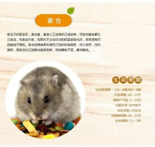 糖宝 宠物小仓鼠活体宝宝三线银狐布丁紫仓买就送运输